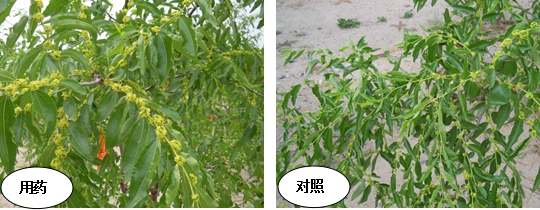 如何控制枣吊旺长促进花蕾发育